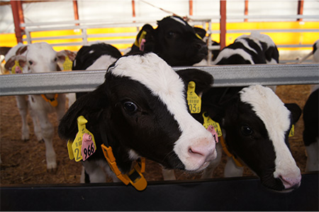 提携牧場牛舎イメージ